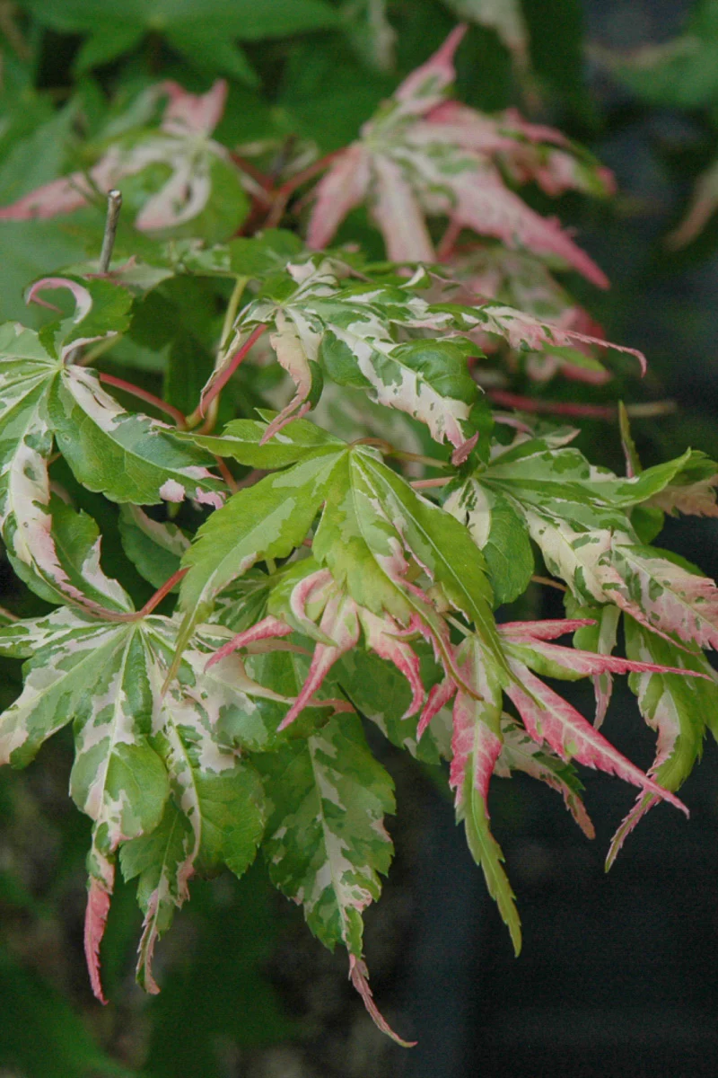 Japanese Maple, Grand Tapestry - Image 3