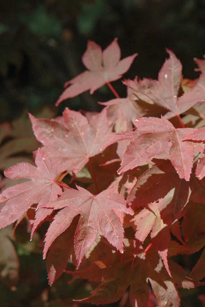 Japanese Maple, Ruslyn in the Pink (dwarf)