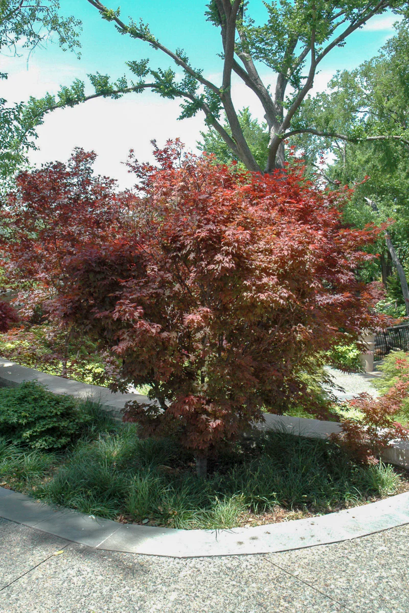 Japanese Maple, Ruslyn in the Pink (dwarf) - Image 2