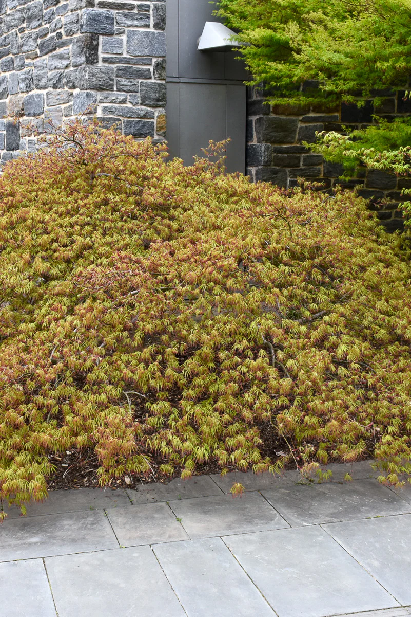 Japanese Maple, Spring Delight - Image 2