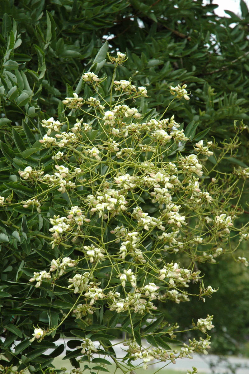 Japanese Sophomore Tree - Image 2