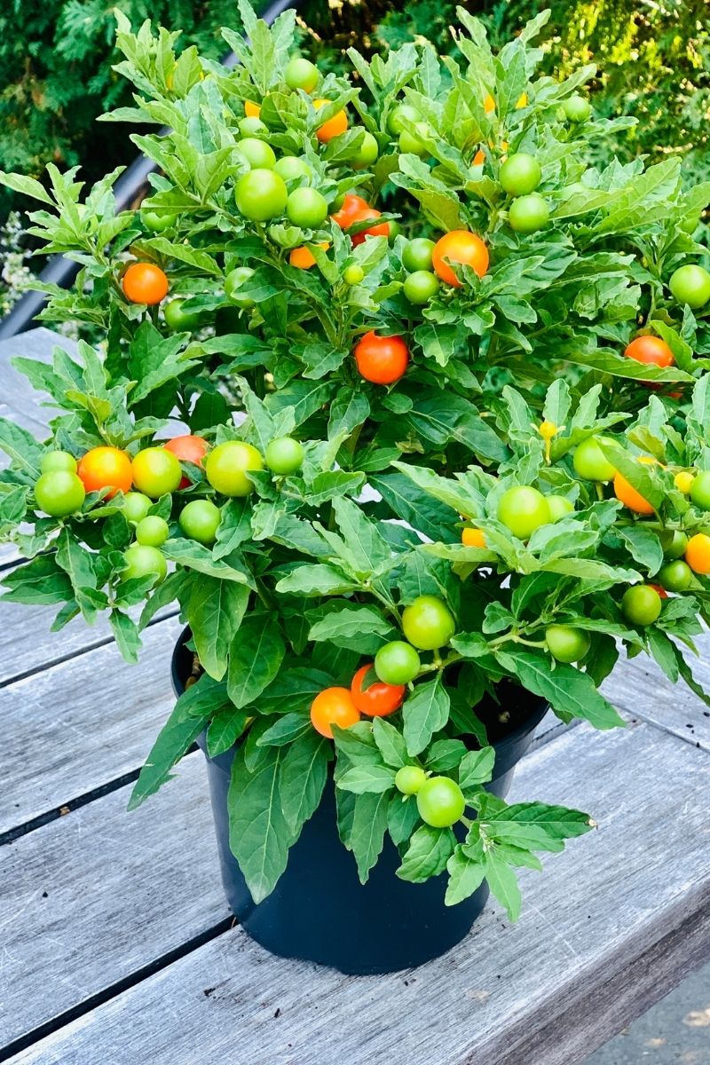 Jerusalem Cherry - Image 3