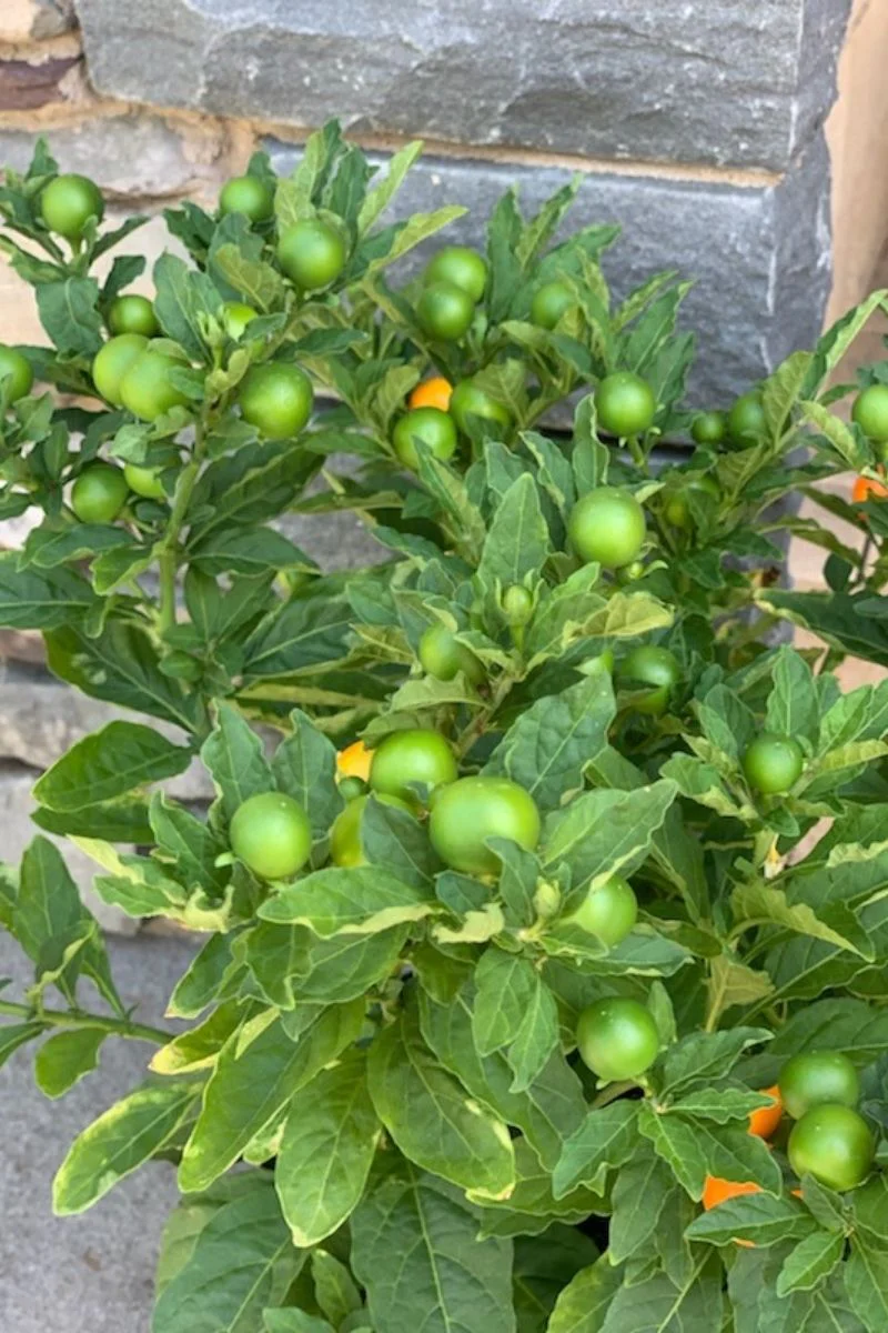 Jerusalem Cherry - Image 4