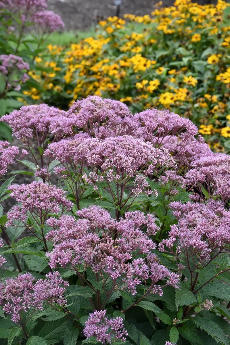 Joe Pye Weed, Euphoria Ruby