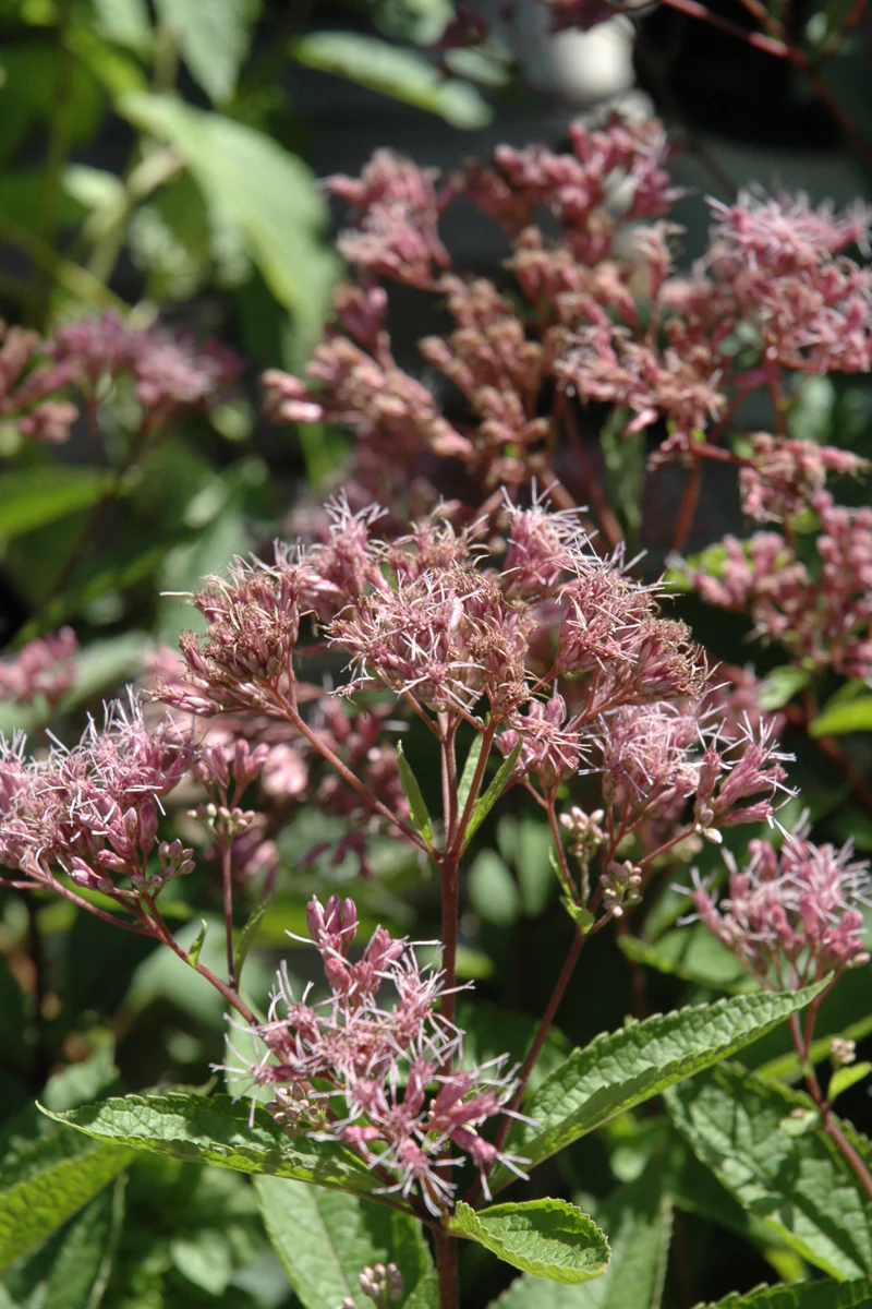 Joe Pye Weed, Phantom