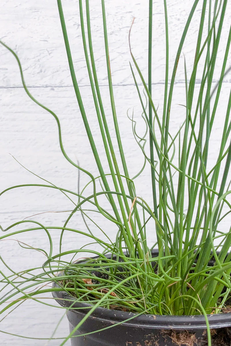 Juncus Twisted