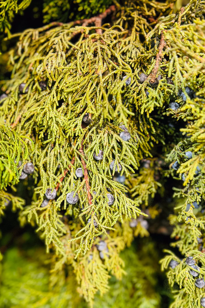 Juniper Branch With Berries - Image 2