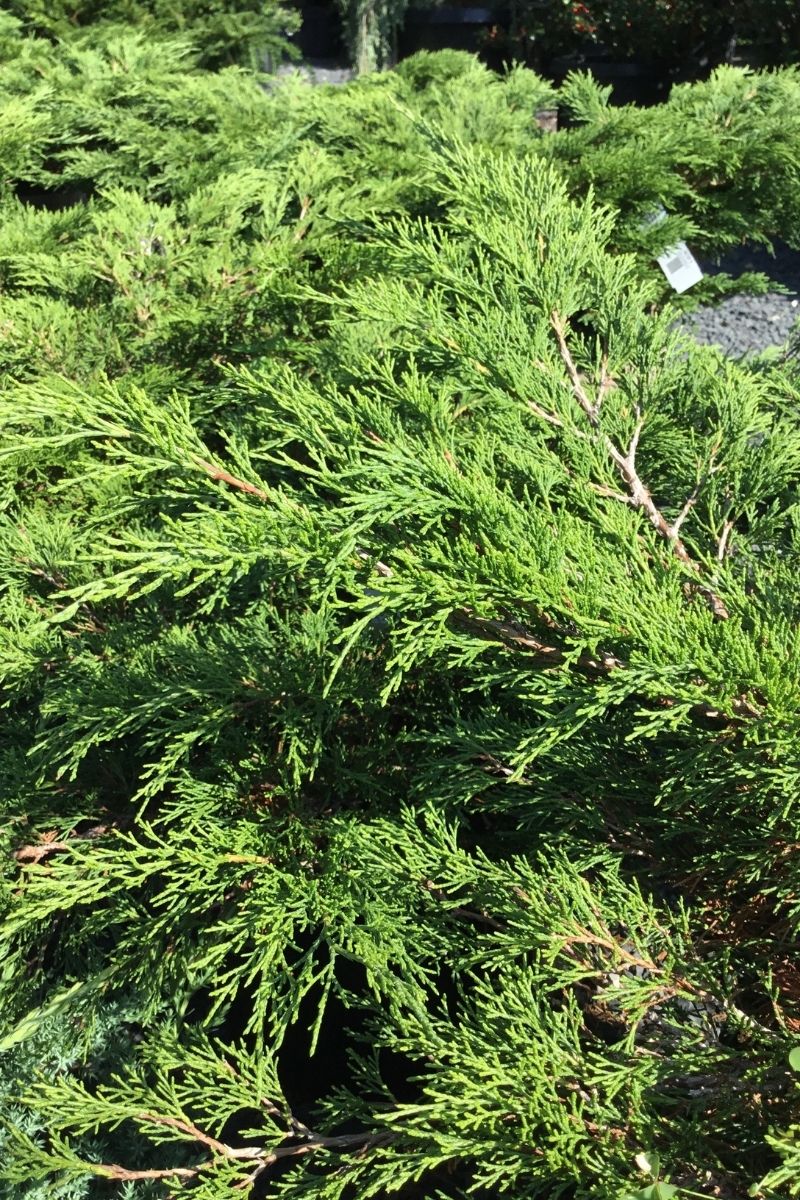 Juniper, Calgary Carpet