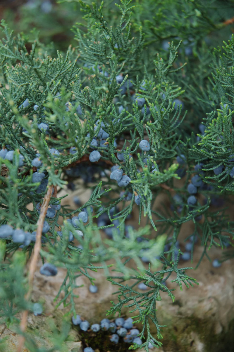 Juniper, Grey Owl - Image 2