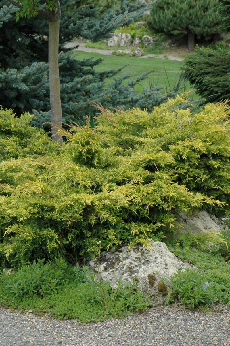 Juniper, Old Gold