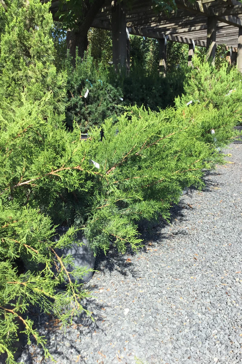 Juniper, Sea Green