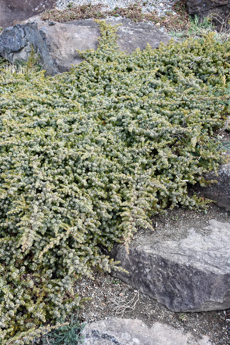 Juniper, Silver Mist - Image 3
