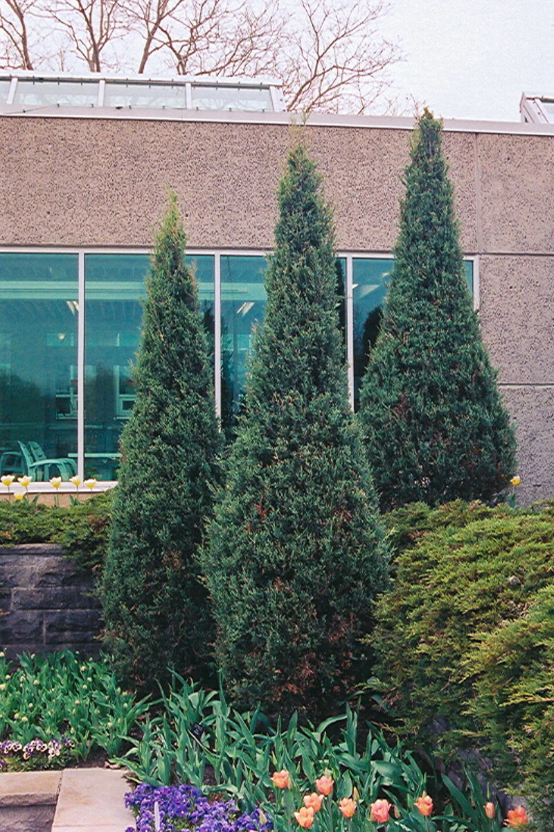 Juniper, Skyrocket