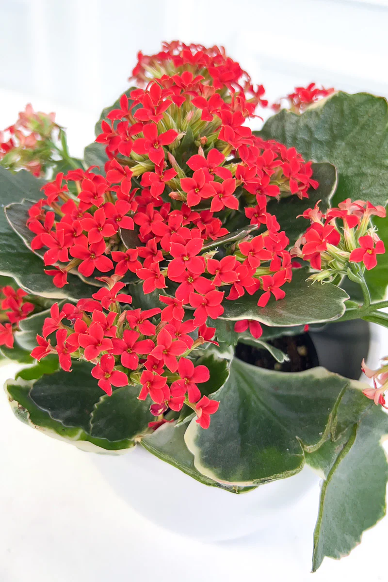 Kalanchoe, Kandy Kane Plain 4"