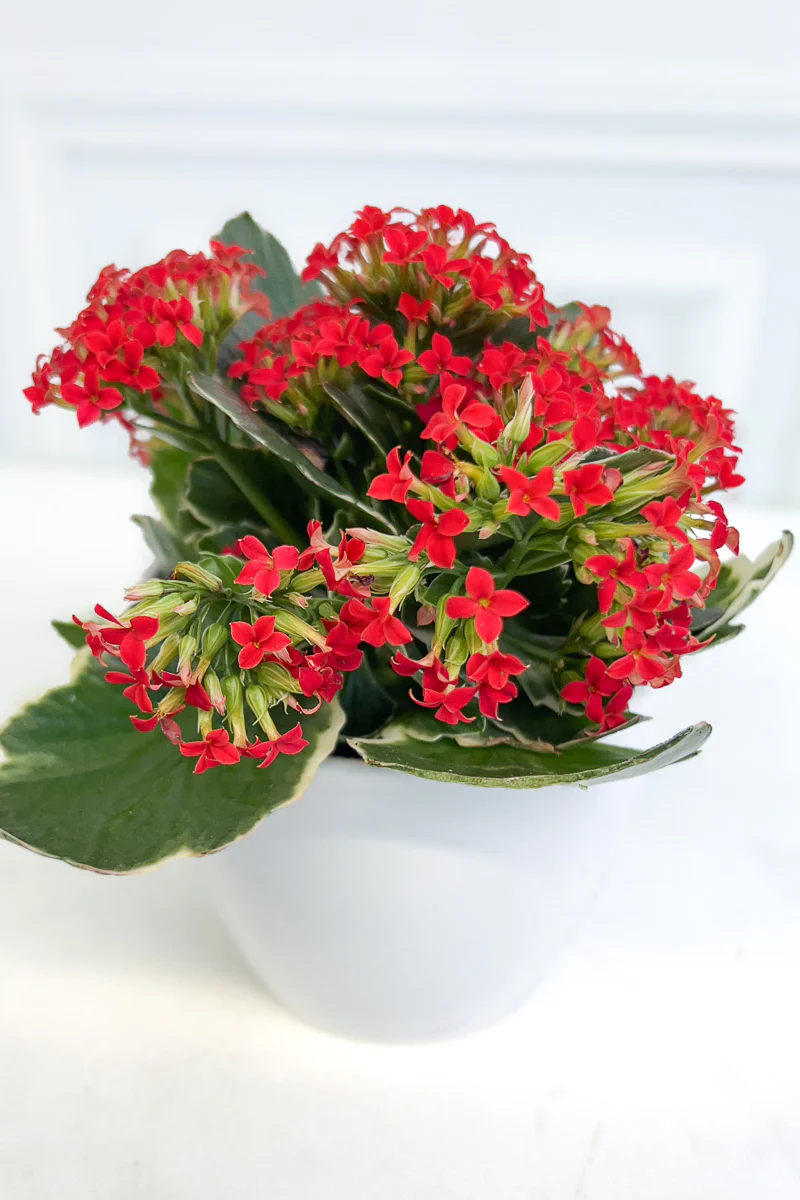 Kalanchoe, Kandy Kane Plain 4" - Image 2