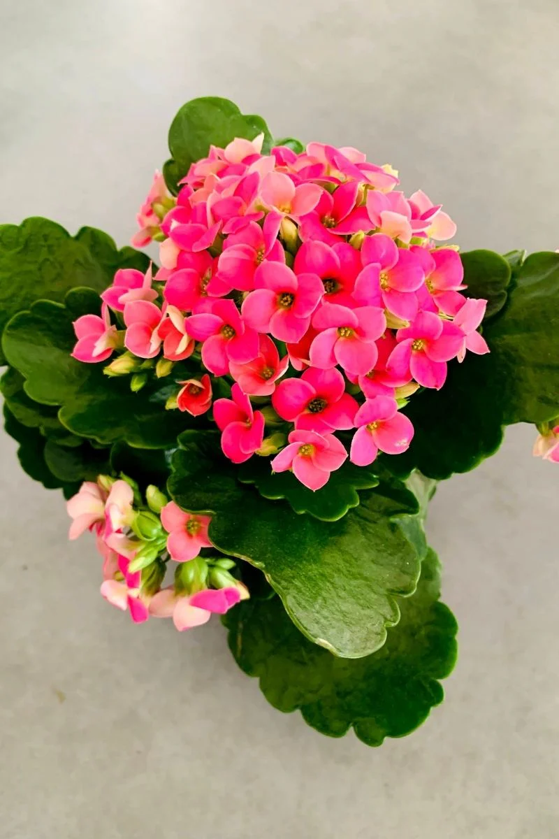 Kalanchoe, Pink 4"