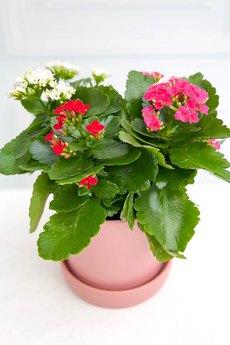 Kalanchoe, Tricolor 6" - Image 2