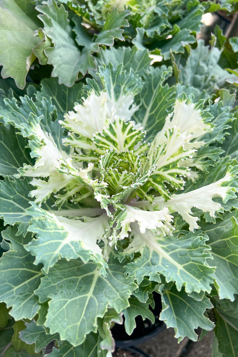 Kale, Orn Coral Prince