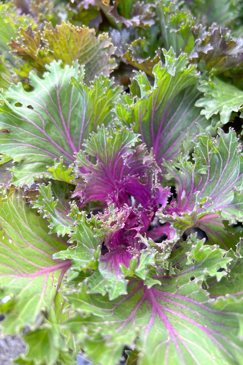 Kale Orn Glamour Red - Image 2