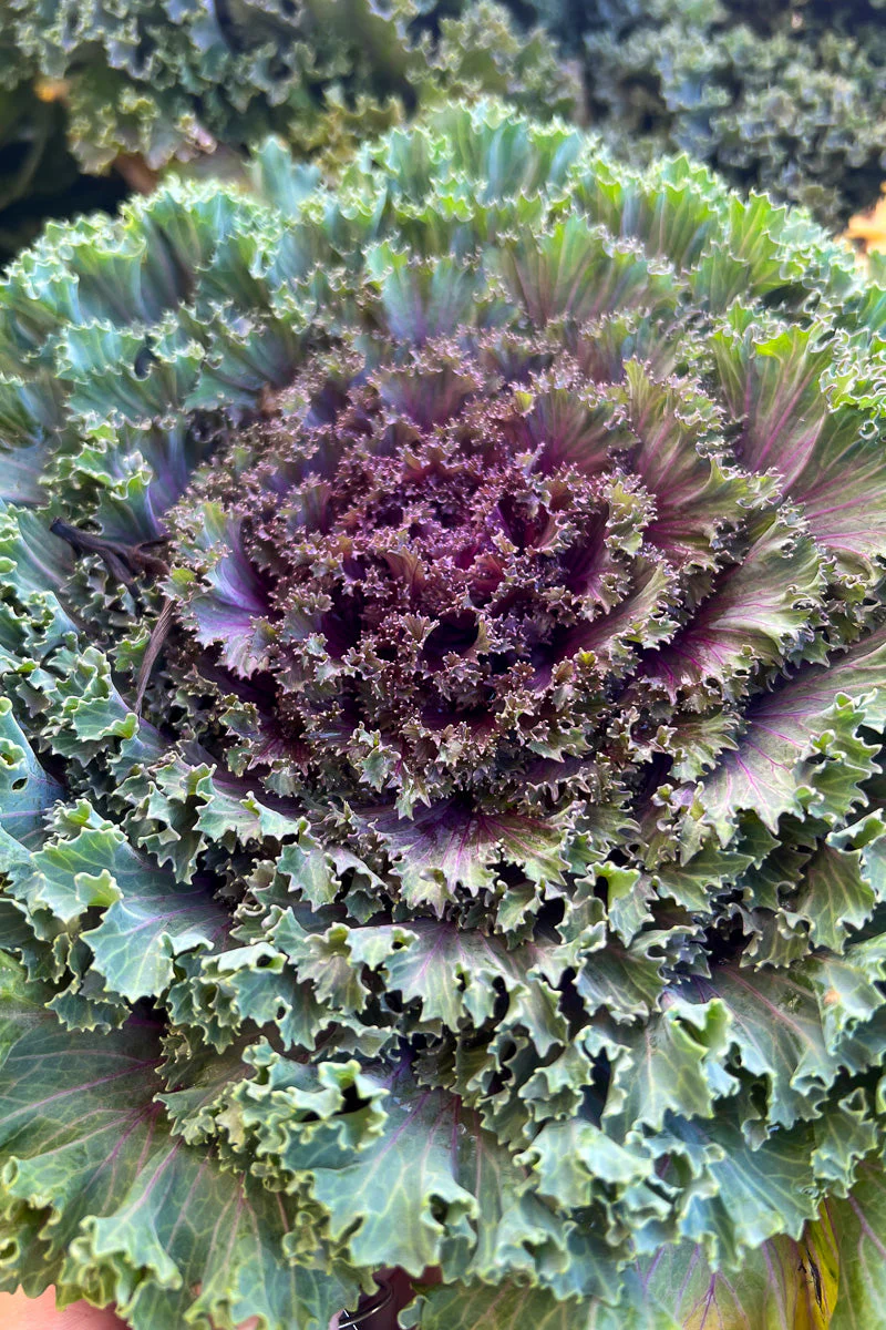 Ornamental Kale, Nagoya Red - Image 3