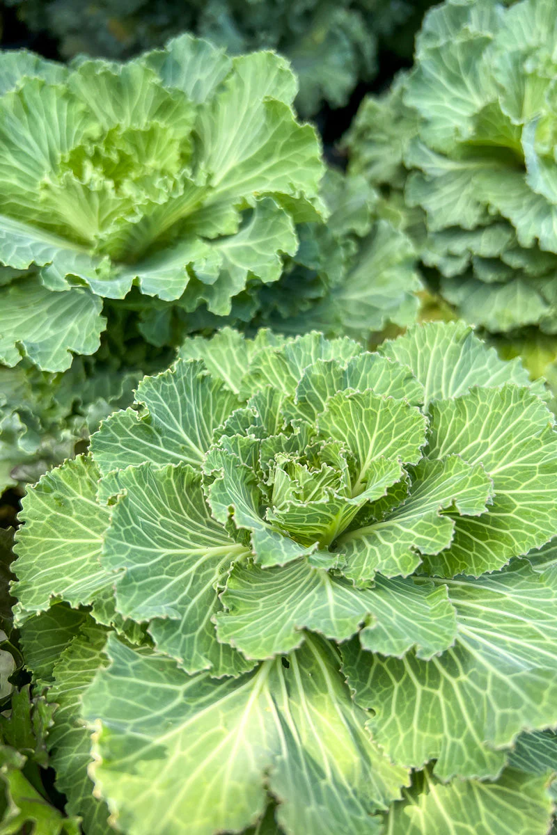 Ornamental Cabbage, Osaka Pink - Image 2