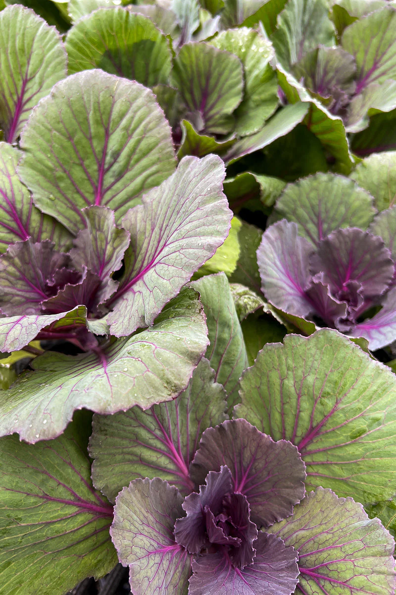 Ornamental Kale. Pigeon Purple