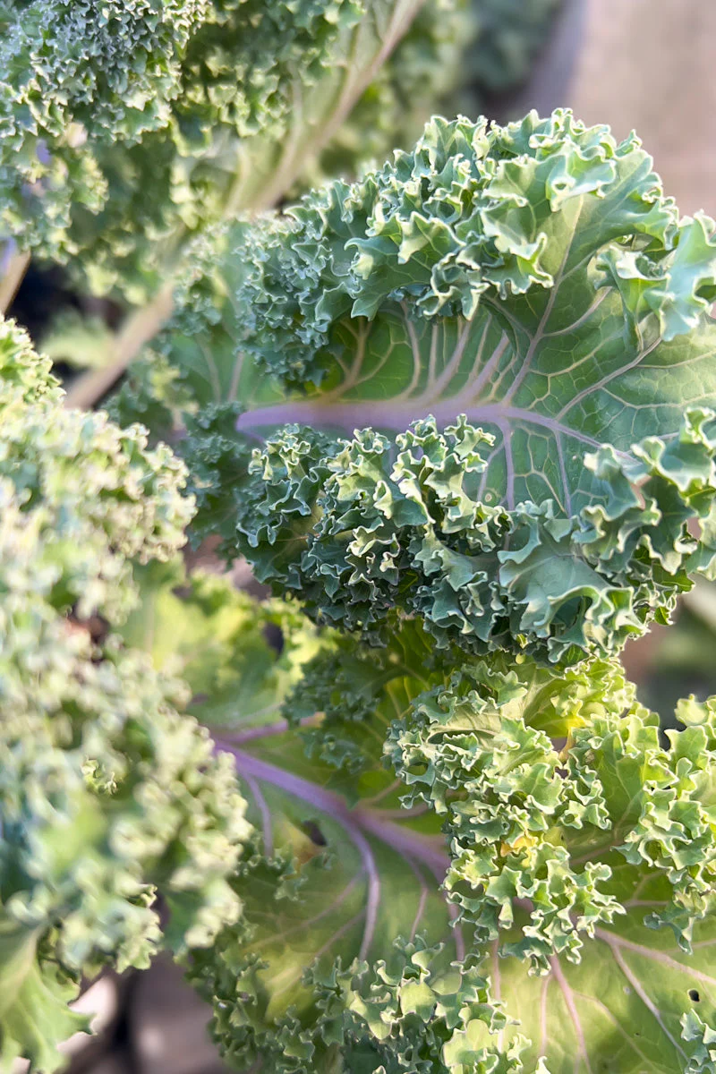 Ornamental Kale, Yokohama Red 1G