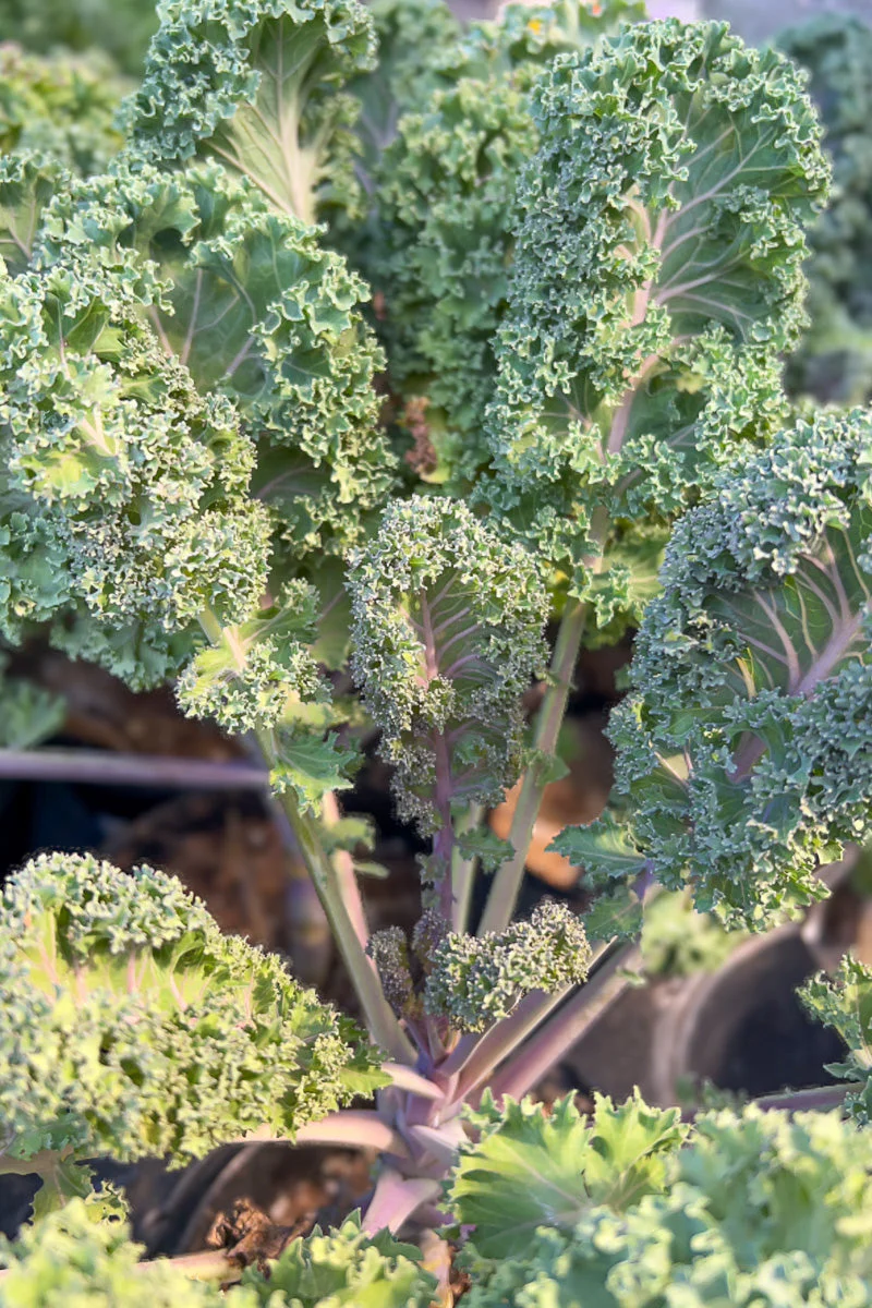 Ornamental Kale, Yokohama Red 1G - Image 2