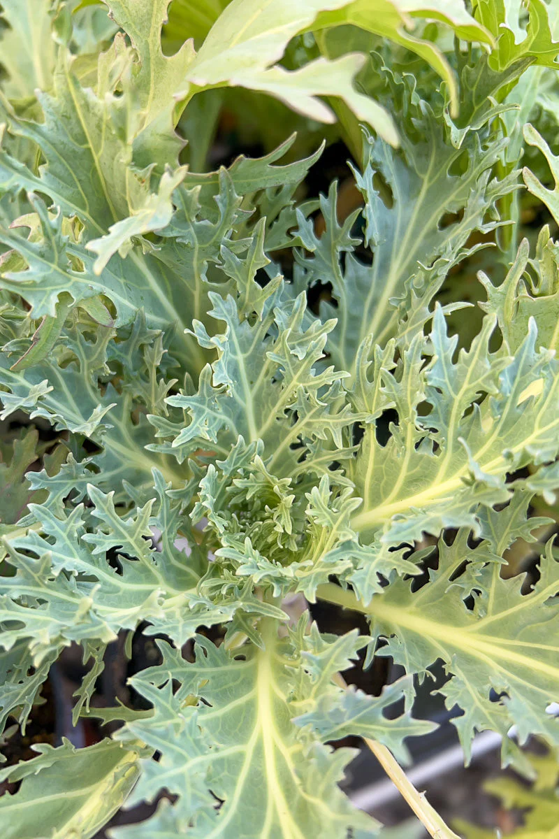 Ornamental Kale, Peacock White - Image 2