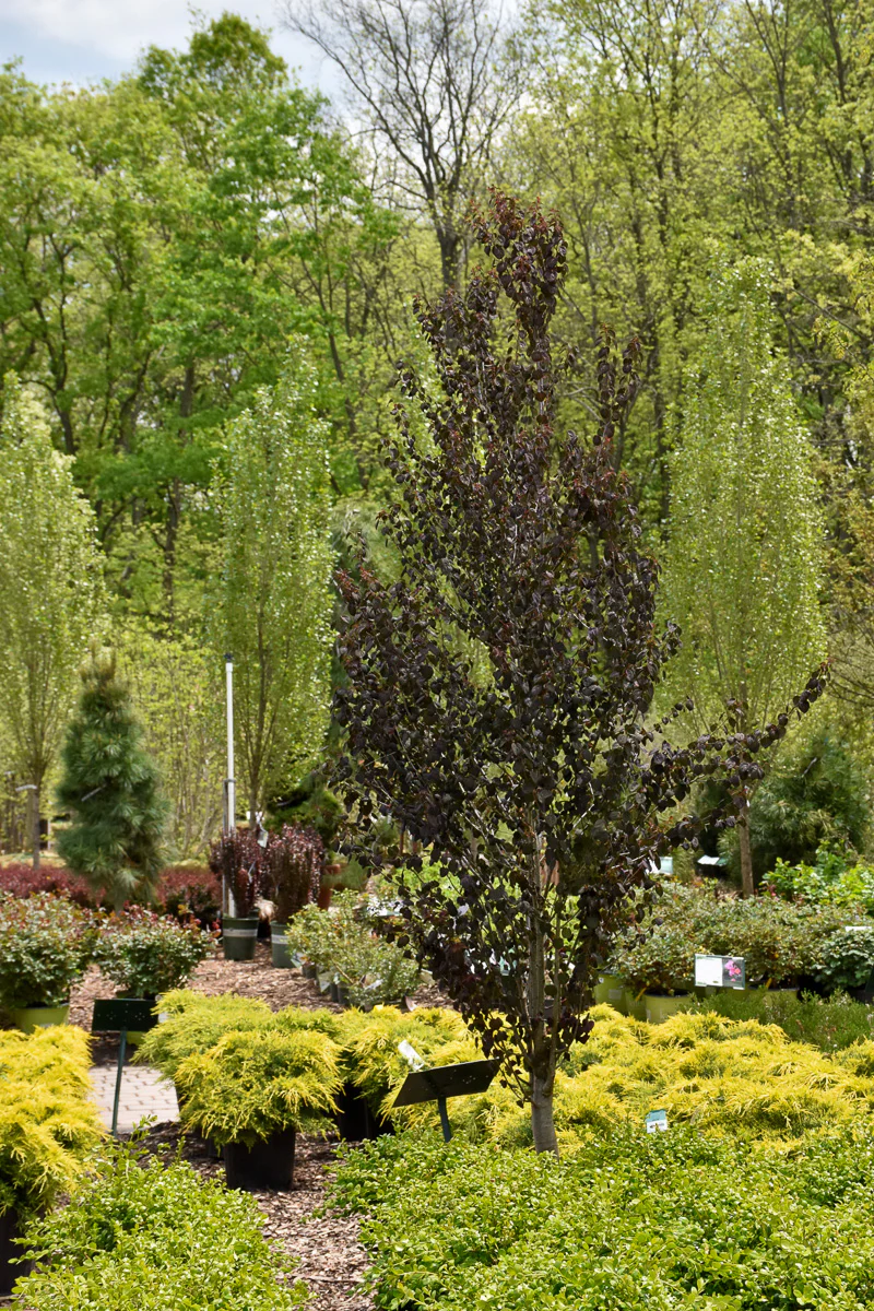 Katsuratree, Red Fox - Image 2