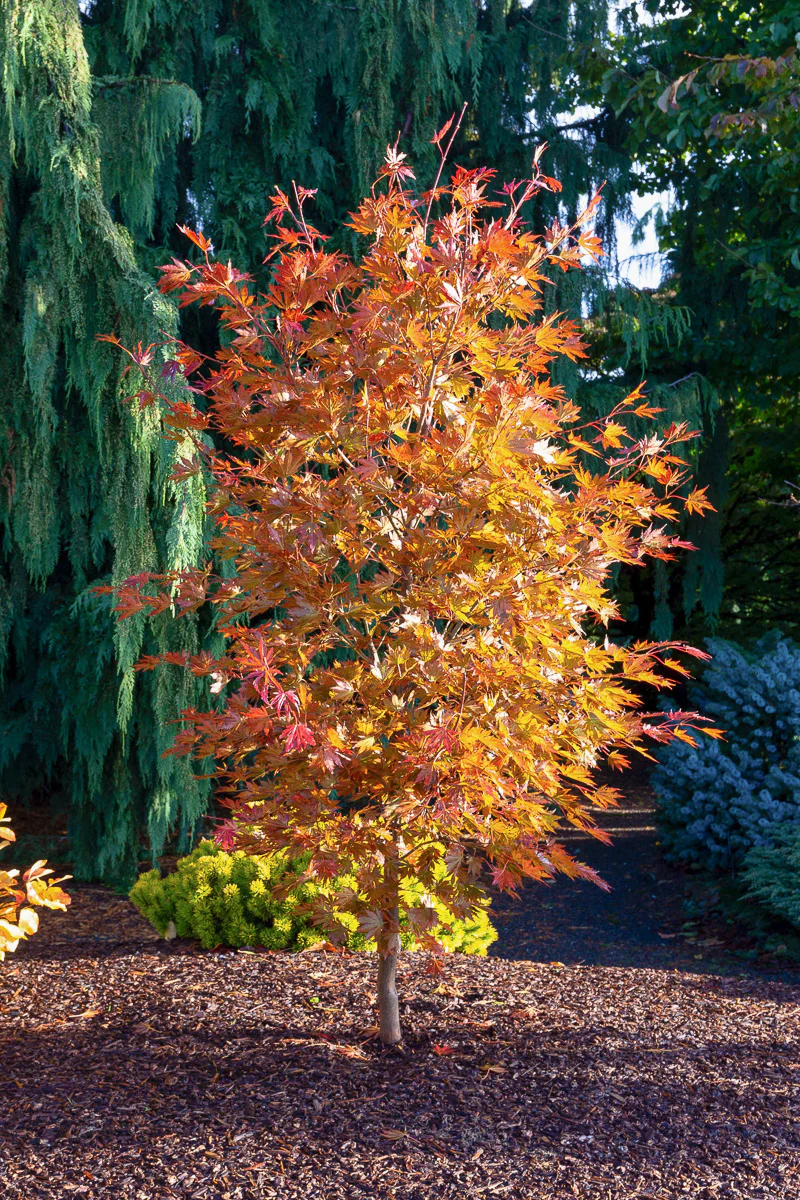Korean Maple, Alpenglow - Image 3