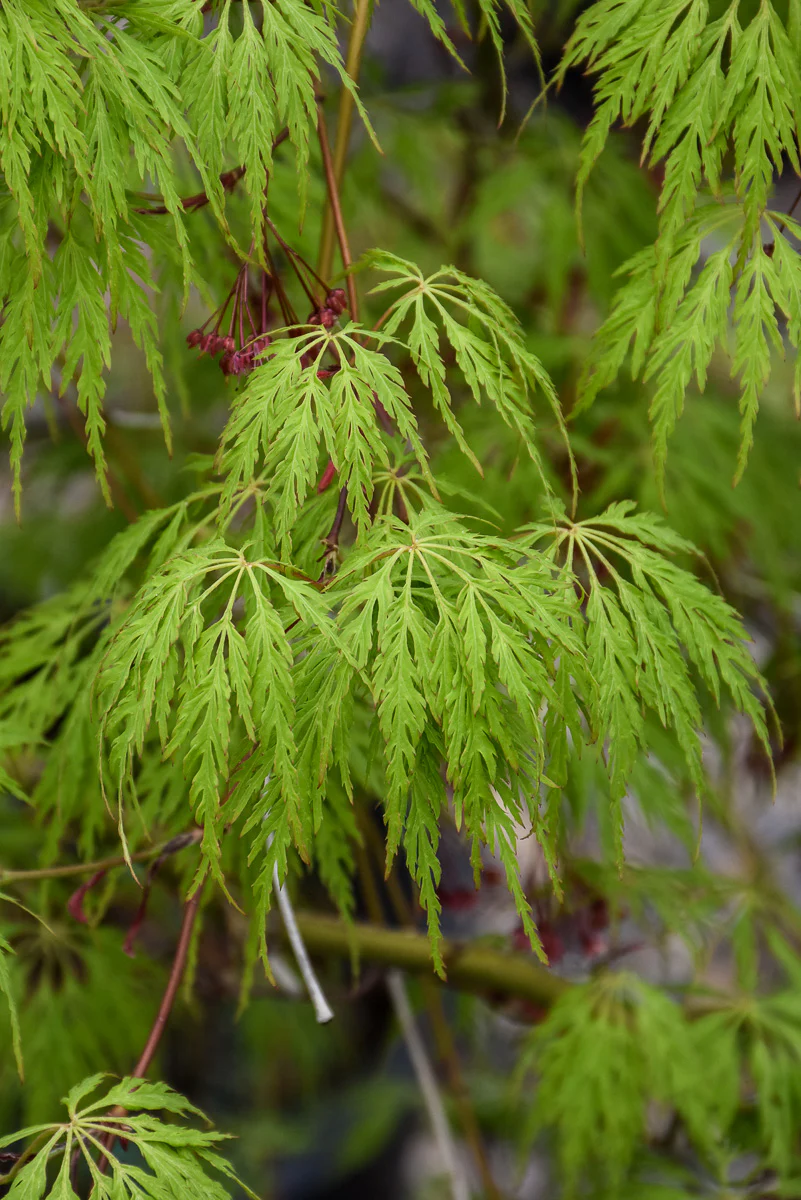 Korean Maple, Wabi Sabi - Image 2