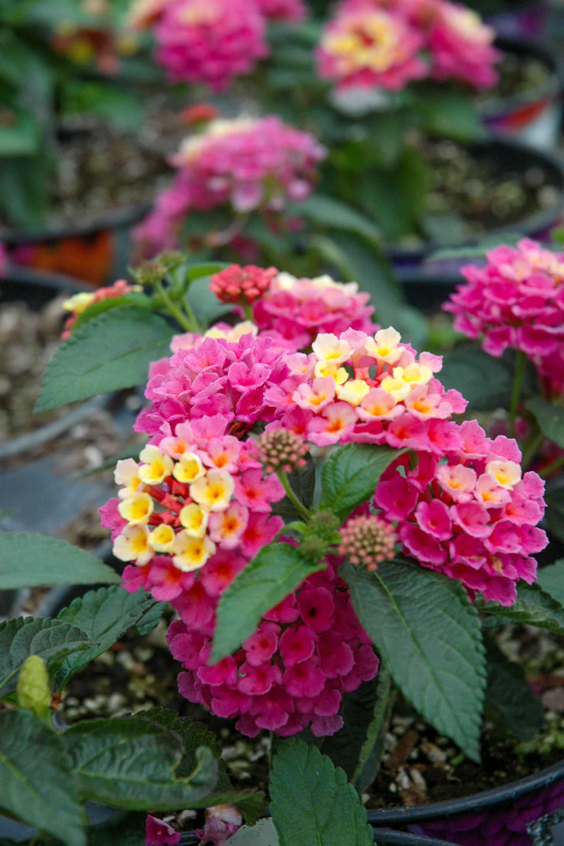 Lantana Bandana Pink