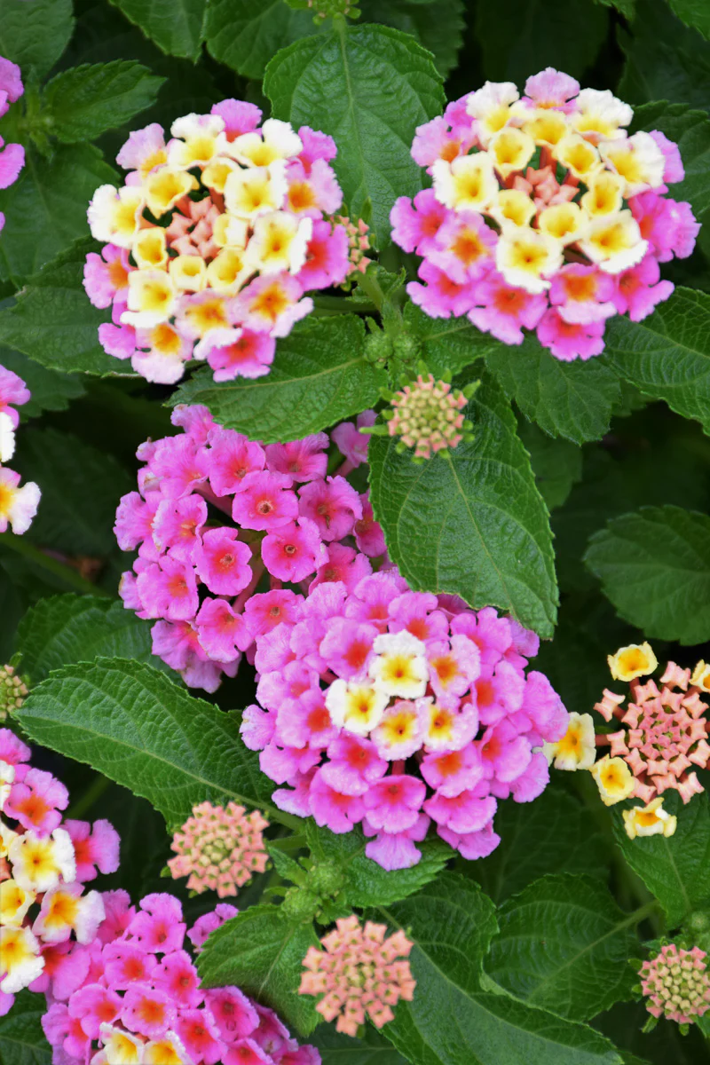 Lantana Bandana Pink - Image 2