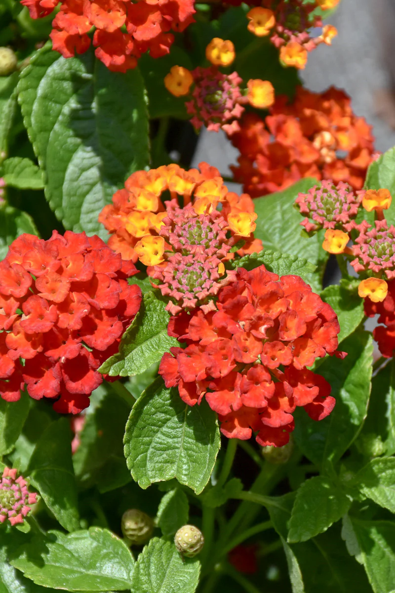 Lantana Hot Blooded