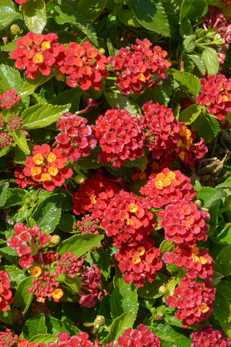 Lantana Hot Blooded - Image 2