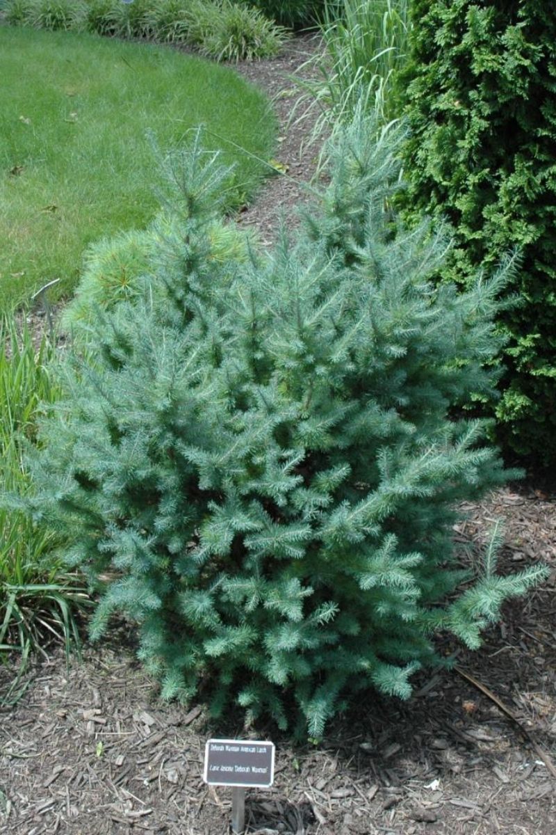 Larch, Dwarf Deborah Waxman