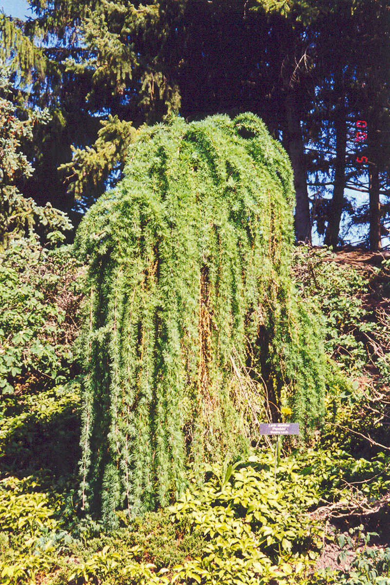 Larch, Weeping