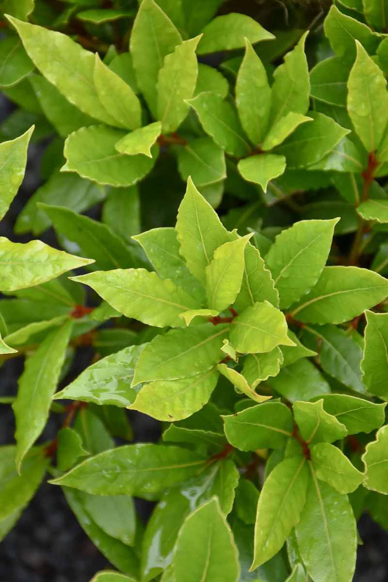 Laurus, Little Ragu