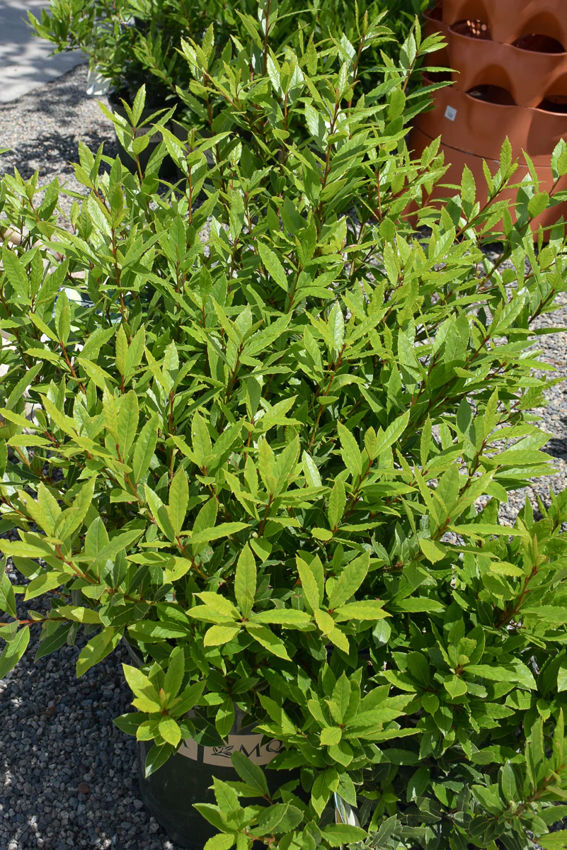 Laurus, Little Ragu - Image 2