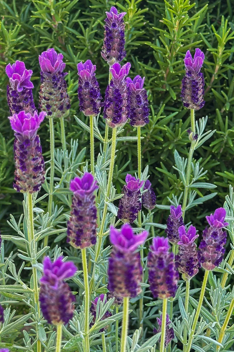 Lavender