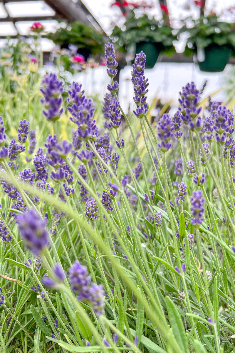 Lavender, Annet