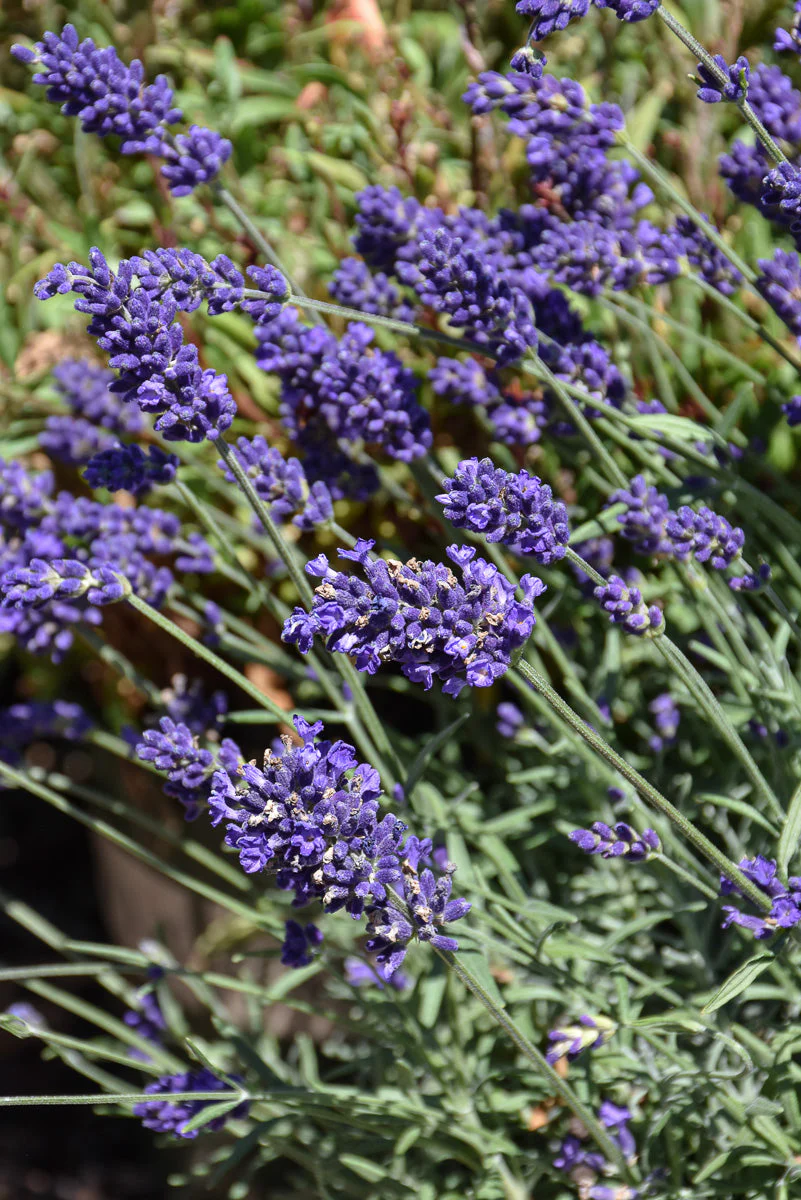 Lavender, English Vintro Blue