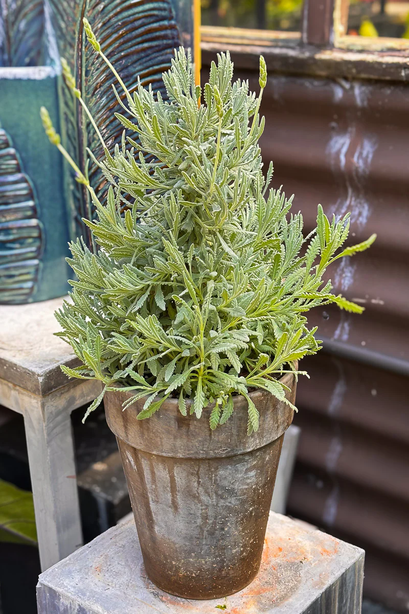 Lavender, Goodwin Creek Column 8" Grey Clay Pot