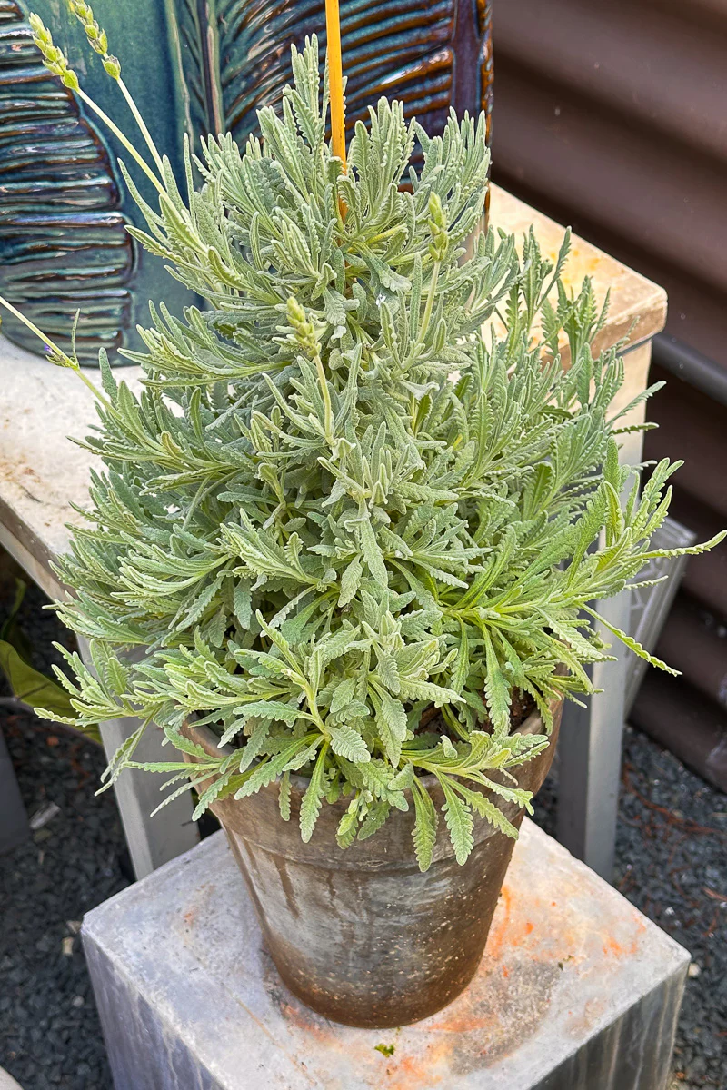 Lavender, Goodwin Creek Column 8" Grey Clay Pot - Image 2