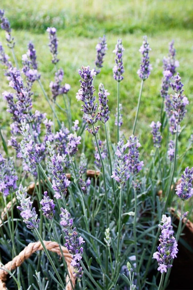 Lavender, Sensational