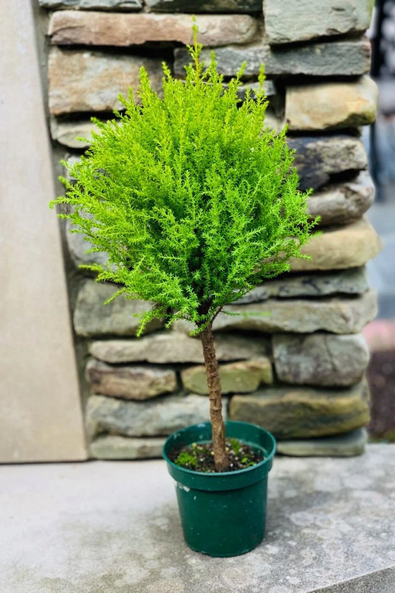 Lemon Cypress Tree