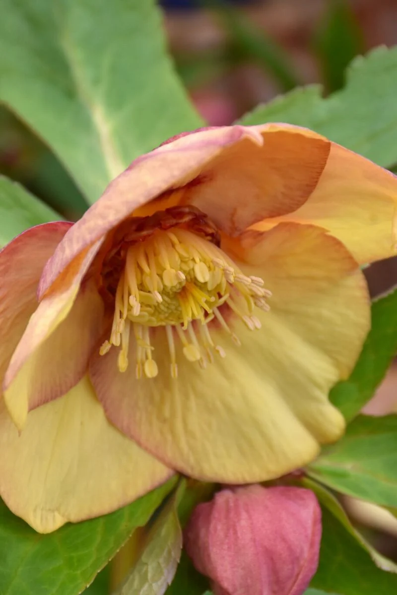 Lenten Rose, Apricot Blush