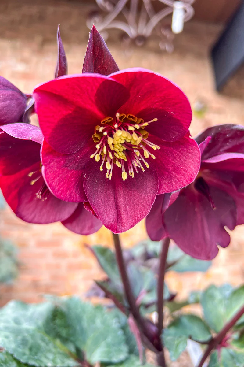 Lenten Rose, Brunello - Image 2