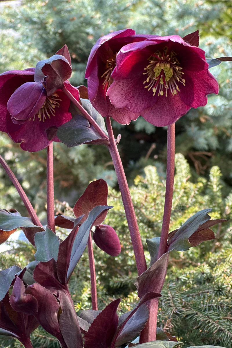 Lenten Rose, Charmer - Image 2
